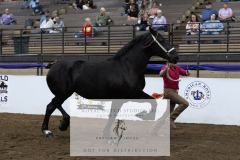 Untitled-0085-8