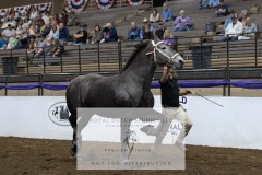 Untitled-0088-8