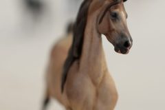 DSC00655-scaled