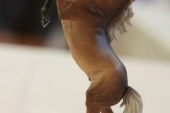 DSC00661-scaled