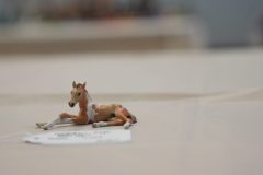 DSC00236-scaled