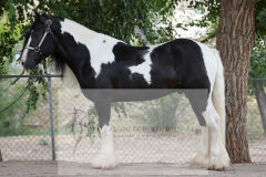 DSC08864