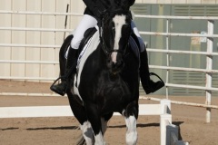 HCWE-Sept-Sun-Dressage-0009-3