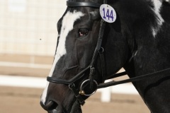 HCWE-Sept-Sun-Dressage-0010-3