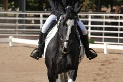 HCWE-Sept-Sun-Dressage-0014-3