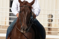 HCWE-Sept-Sun-Dressage-0023-3
