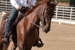 HCWE-Sept-Sun-Dressage-0025-3