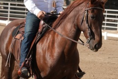 HCWE-Sept-Sun-Dressage-0026-3