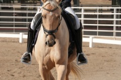 HCWE-Sept-Sun-Dressage-0043-3