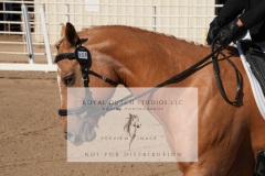 HCWE-Sept-Sun-Dressage-0054-3