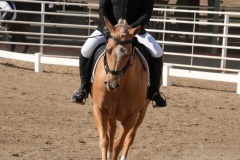 HCWE-Sept-Sun-Dressage-0061-3