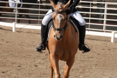 HCWE-Sept-Sun-Dressage-0062-3