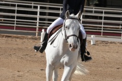 HCWE-Sept-Sun-Dressage-0071-3