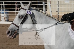 HCWE-Sept-Sun-Dressage-0073-3