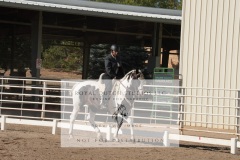 HCWE-Sept-Sun-Dressage-0090-3