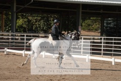 HCWE-Sept-Sun-Dressage-0095-3