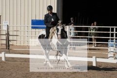 HCWE-Sept-Sun-Dressage-0098-3