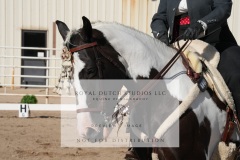 HCWE-Sept-Sun-Dressage-0102-3