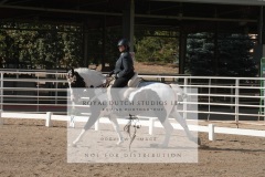 HCWE-Sept-Sun-Dressage-0103-3