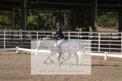 HCWE-Sept-Sun-Dressage-0125-3