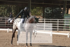 HCWE-Sept-Sun-Dressage-0131-3
