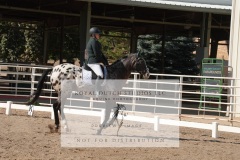 HCWE-Sept-Sun-Dressage-0137-3