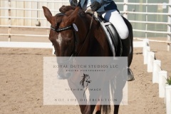 HCWE-Sept-Sun-Dressage-0183-3