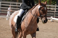 HCWE-Sept-Sun-Dressage-0203-3