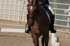 HCWE-Sept-Sun-Dressage-0212-3