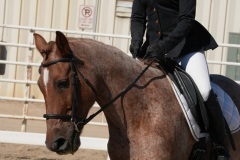 HCWE-Sept-Sun-Dressage-0213-3