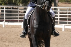 HCWE-Sept-Sun-Dressage-0223-3