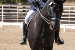 HCWE-Sept-Sun-Dressage-0224-3