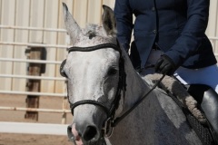 HCWE-Sept-Sun-Dressage-0236-3