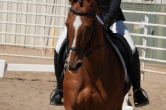 HCWE-Sept-Sun-Dressage-0291-3