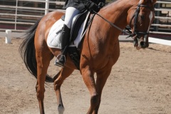 HCWE-Sept-Sun-Dressage-0295-3