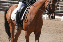 HCWE-Sept-Sun-Dressage-0296