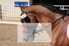 HCWE-Sept-Sun-Dressage-0301
