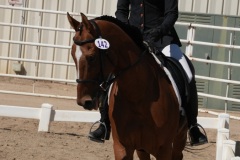 HCWE-Sept-Sun-Dressage-0313