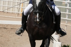 HCWE-Sept-Sun-Dressage-0330