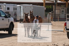 HCWE-Sept-Sun-Dressage-0357