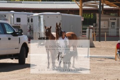 HCWE-Sept-Sun-Dressage-0358